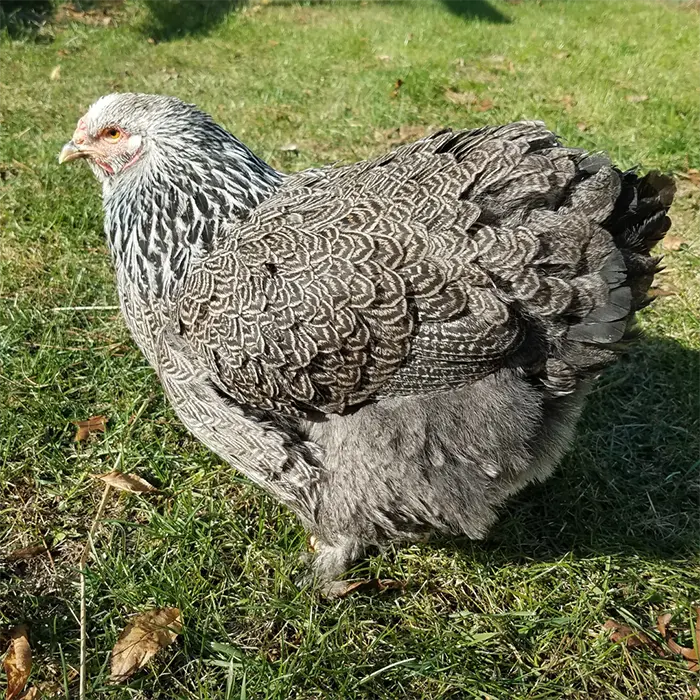 dark brahma pullet​