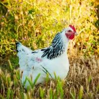 Delaware Pullet​