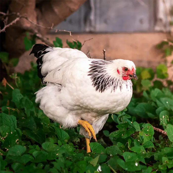 Columbian Wyandotte Pullets