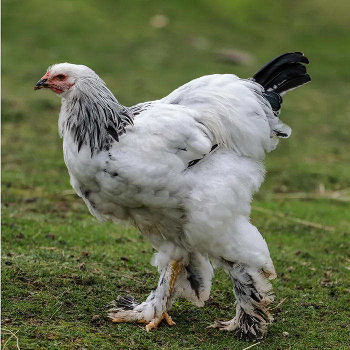 Light Brahma Pullets​