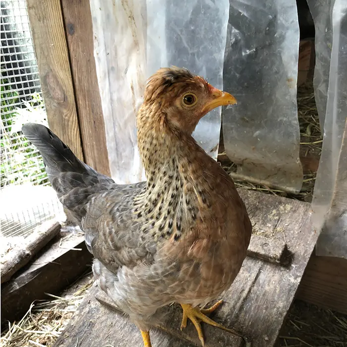 Cream Legbars Pullets