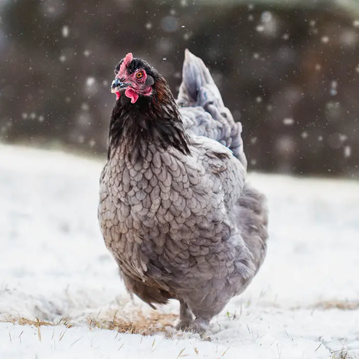 Blue Copper Maran Pullets