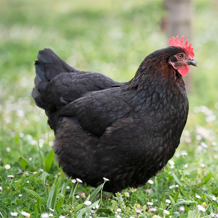 French Black Copper Maran Pullets