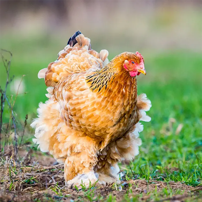 Buff Brahma Pullets