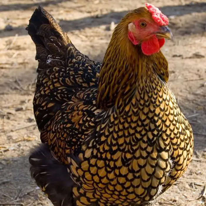 Golden Laced Wyandotte Pullets