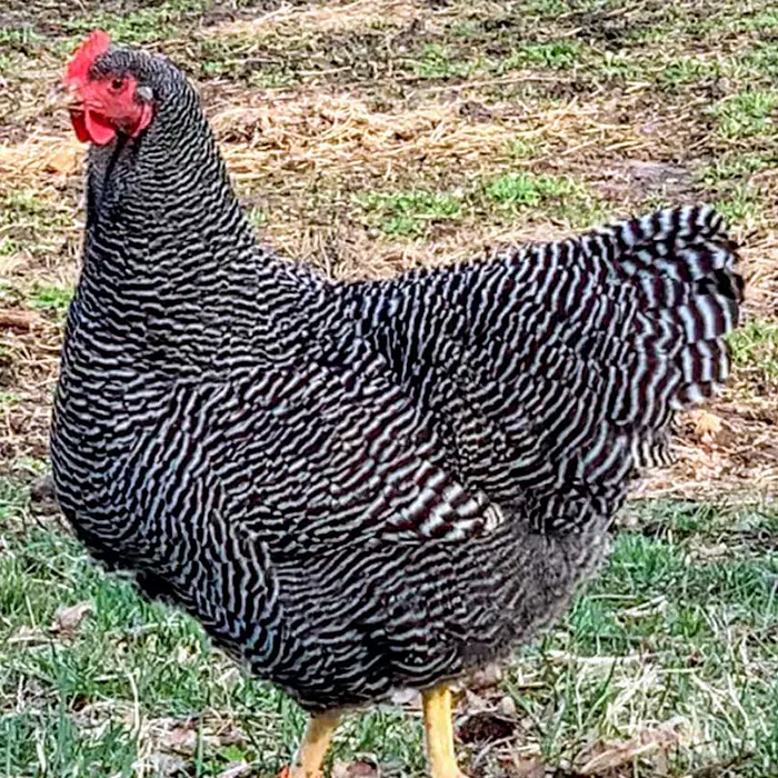 barred plymouth rock pullet​