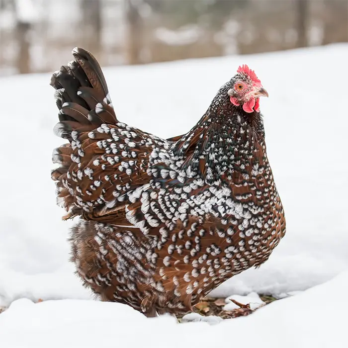 speckled sussex pullets​