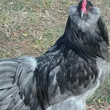 ameraucana pullets