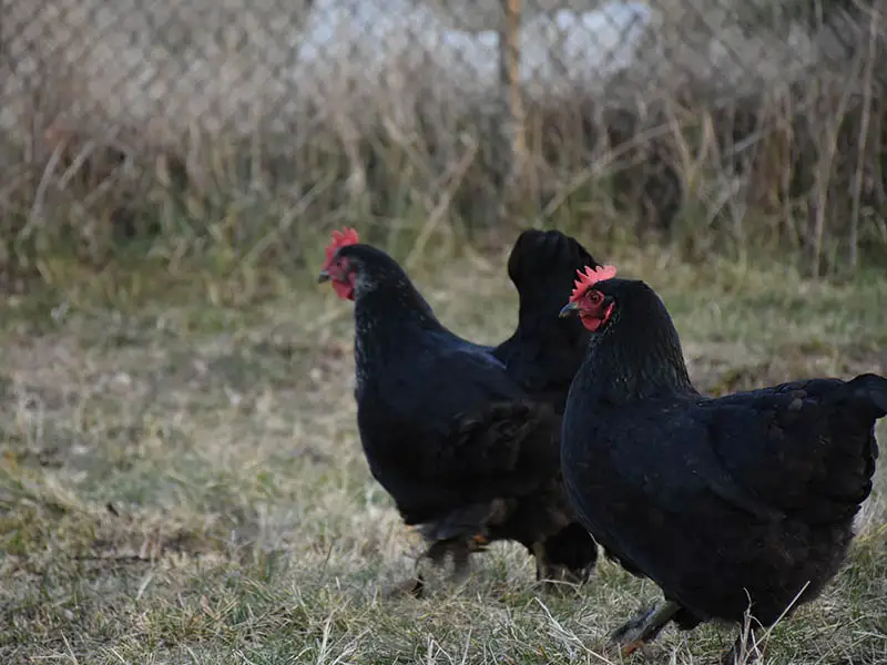 Black Australorp Pullets