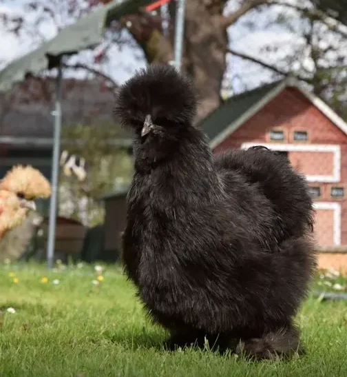 Black Silkie Pullets