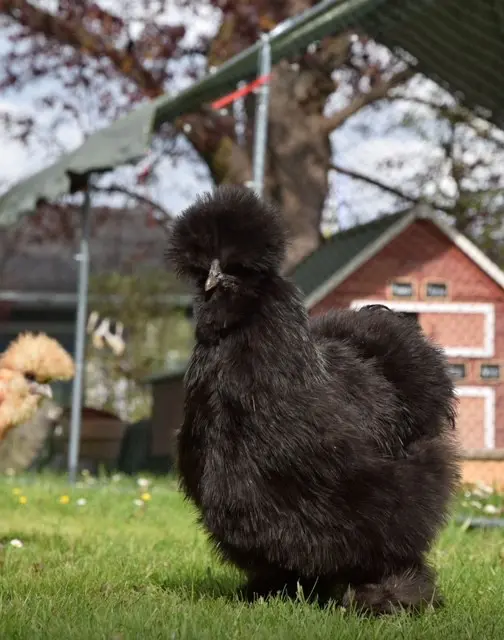 Black Silkie Pullets