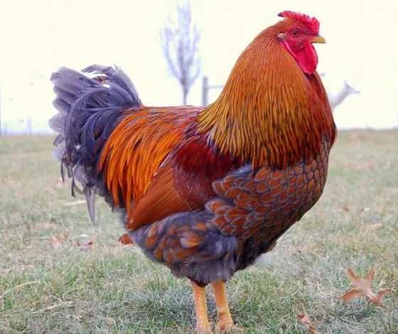 Blue Laced Red Wyandotte Pullets