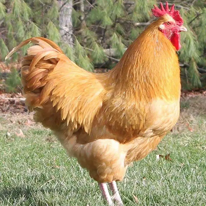 Buff Orpington Pullets