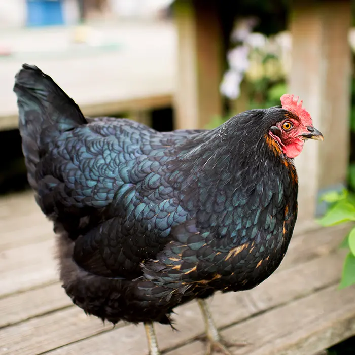 Black Jersey Giant Pullets