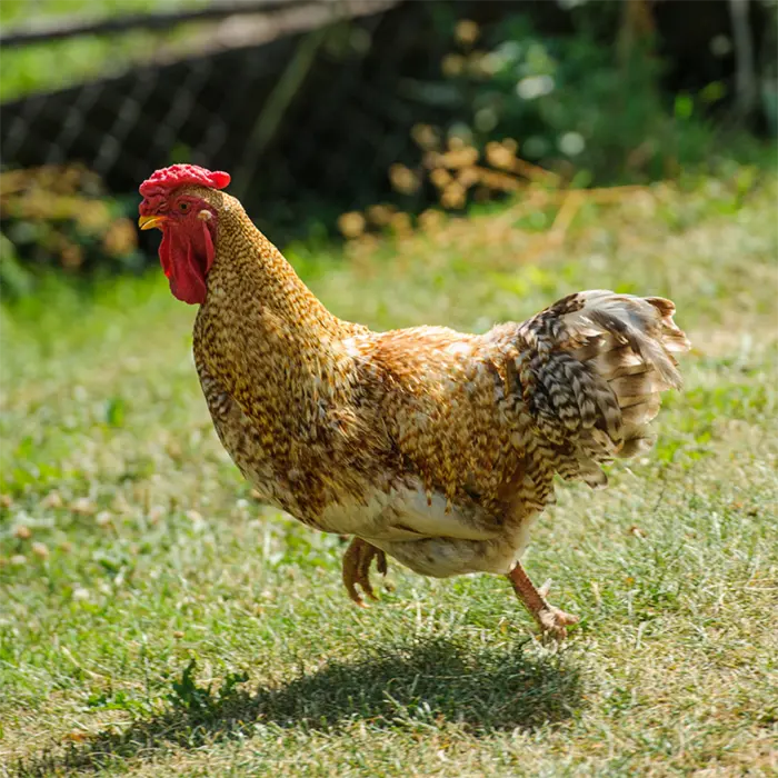 Bielefelder Pullets