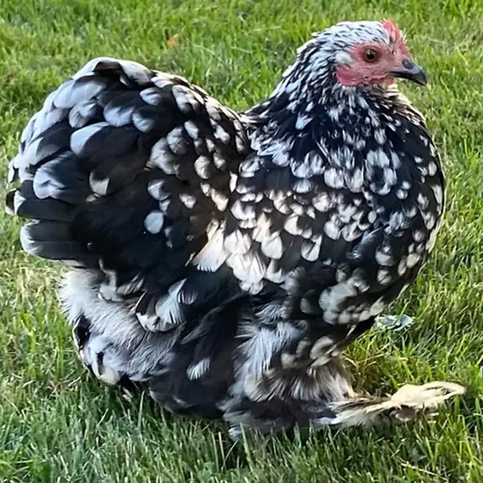 Mottled Cochin Pullet