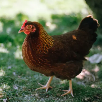 welsummer pullets​