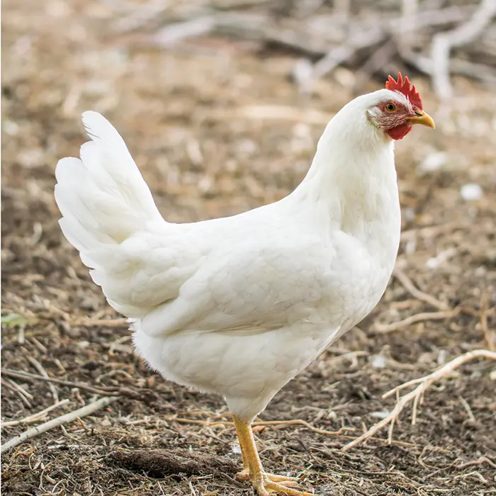 white leghorn pullets​