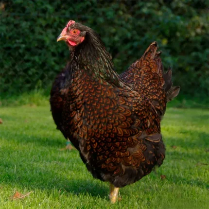 Barnevelder Pullets
