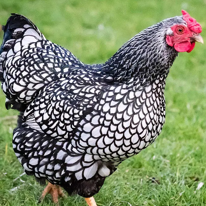 silver laced wyandotte pullet​