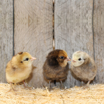 Easter Egger Bantam