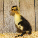 Black and White Magpie Duck