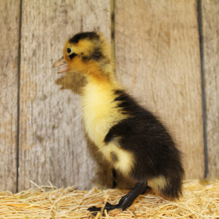 Black and White Magpie Duck