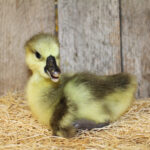 african geese for sale