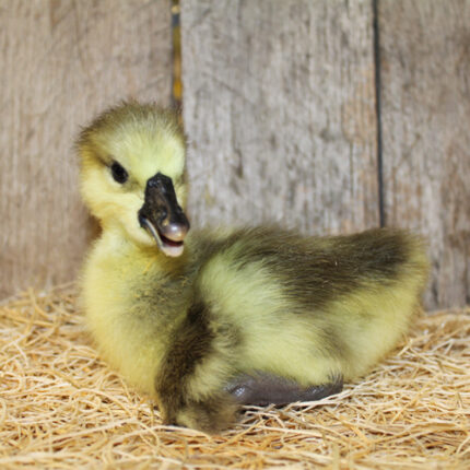 african geese for sale