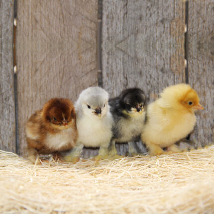 Hatchery Choice Cochin Bantam