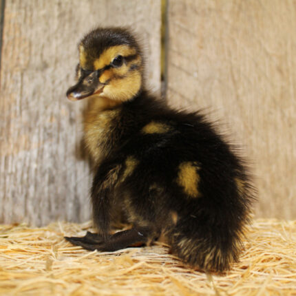 Domesticated Gray Mallard Duck