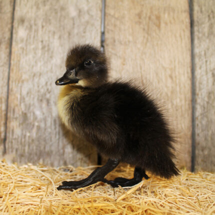 Cayuga Ducks
