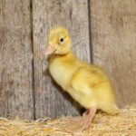 fawn and white runner duck