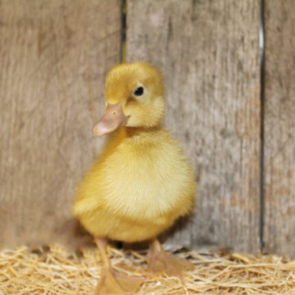 buff ducklings for sale