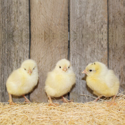 White Leghorn