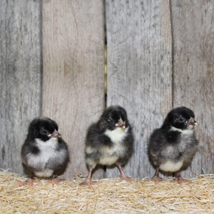 Cuckoo Marans