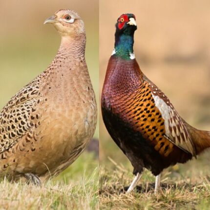 Ringneck Pheasant
