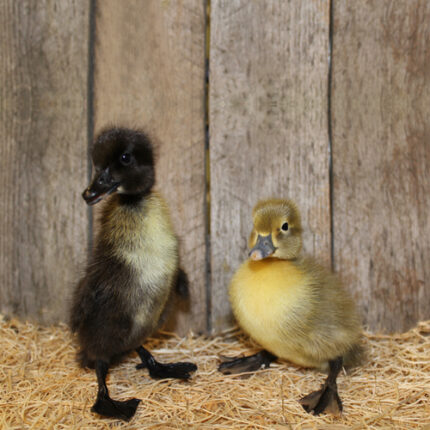 Blue Swedish Duck