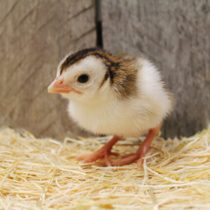 guinea fowl for sale