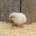 White Guinea