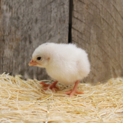 White Guinea