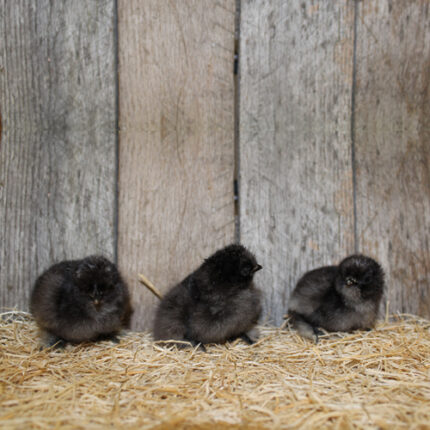 Black Silkie Bantam